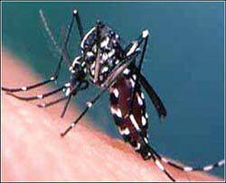 aedes mosquito