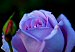 meaning purple rose